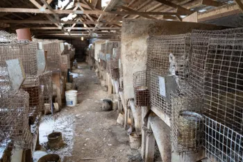 Rows of cages of coyotes at a fur and urine farm