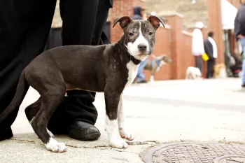 A gray pitbull puppy with white paws and a white snout stands quietly next to their owner and stares out at the camera.