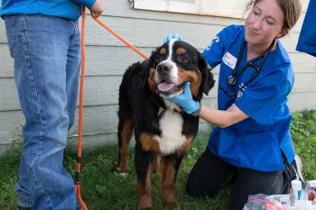 A vet volunteering with Humane World's Rural Area Veterinary Services check out a happy Bernese mountain dog.