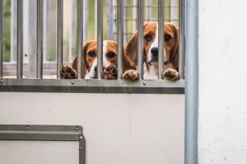 two dogs in a cage with bars
