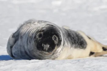 seal pup on snow