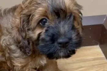 Undercover in Petland Wichita July 2022