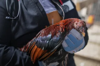 2025 Kansas Cockfighting Rescue