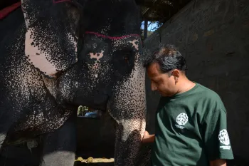 Mobile Elephant Treatment Service