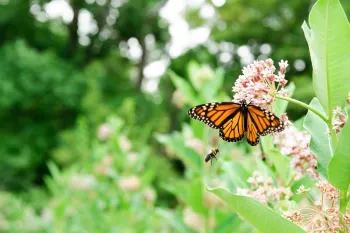 Butterfly and bee in a humane backyard in Maryland