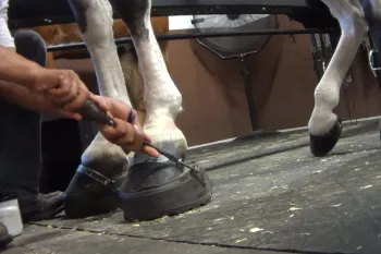 Horse trainers and groomers cruelly “soring” Tennessee walking horses to create an exaggerated and unnatural gait known as the “big lick.”