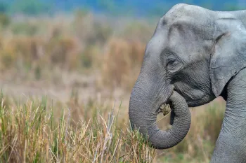 Kaziranga National Park in Assam, India