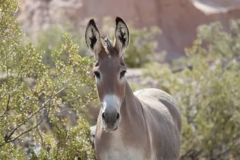 Wild burro in Arizona