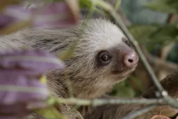 An orphaned baby Sloth