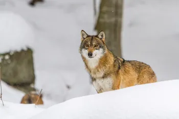 wolf in snow