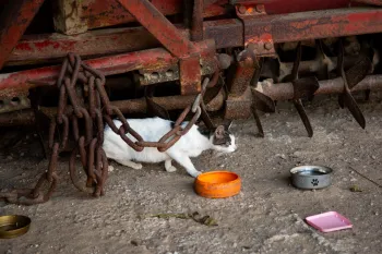 Sterilizing cats in Germany