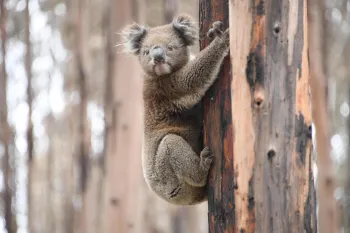 Koala during Australia Wildfires Response