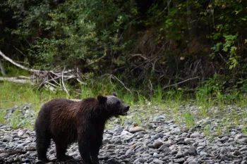 Humane Journeys trip into the Great Bear Rainforest