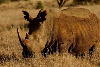 Southern White Rhinoceros in the wild.