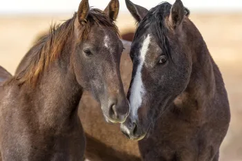 Happy horses stroll outdoors