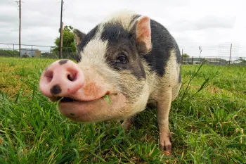 Monet the Pot-Bellied Pig at Black Beauty Ranch