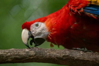 Scarlet Macaw, bird, in their rehabilitation cage