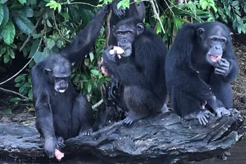 Liberia Chimpanzees - Sept 2017