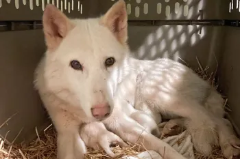 Rescued wolf-dog hybrid giving birth  