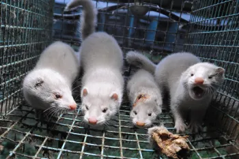 Four mink kittens with the skull of a fifth kitten