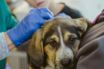 Spay and neuter clinic in Romania