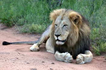 South Africa lion lying down