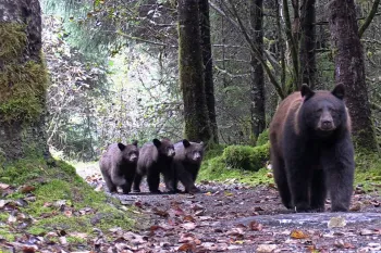 Bears walking through a forest