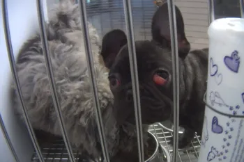 A French bulldog at Novi, Michigan, Petland, with cherry eye.