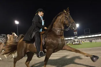 Nashville calls for an end to cruel horse soring | Humane World for Animals