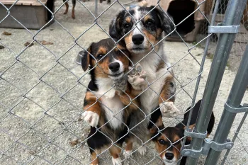 A group of three dogs stand next to a kennel