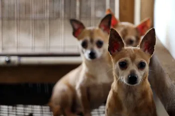 Chihuahuas sit scared in their kennel at a puppy mill