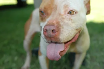 Pit bull-looking dog