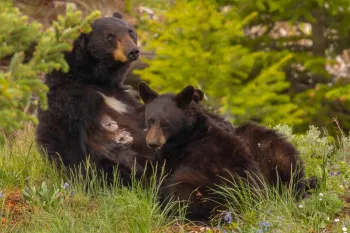 Black bear sow and cub feeding in Yellowstone National Park