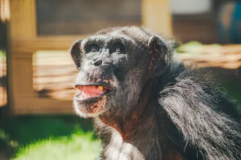 Al, a chimpanzee previously used in experiments at Alamogordo Primate Facility (APF) moved to Chimp Haven sanctuary in February 2025.