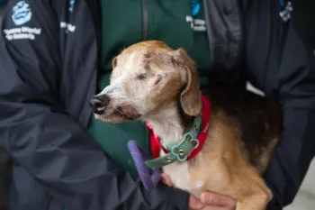 Humane World for Animals assists Ohio authorities with a large-scale multi-species alleged neglect case