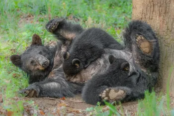 Mother black bear nursing two cubs of the year