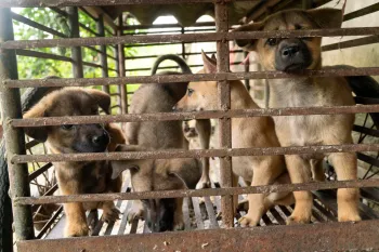 Puppies in the dog meat trade in Viet Nam
