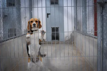 Beagle caught up in animal testing