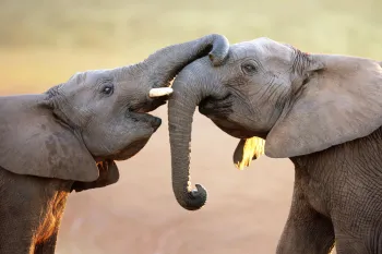 Two elephants connecting with each other