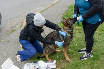 Volunteer CVT Heather Riggs feeding dog during vaccine administration by vol Dr HIlary Hooberman