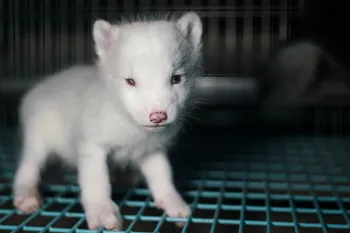 Photo taken on fur farm in Helsinki, Finland as part of an investigation into the cruelty of fur farming