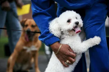 Community work with dogs