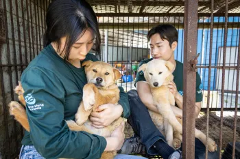 Rescuing dogs from a dog meat farm