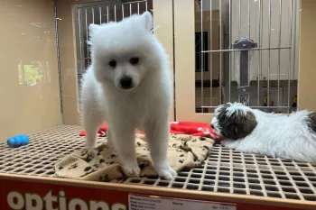 Puppy for sale at pet store.