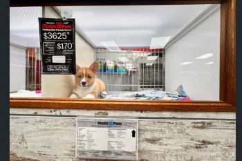 Puppy for sale at pet store.