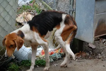 Across Virginia, hunting dogs are abandoned in the woods or relinquished at local animal shelters when they fail to hunt properly, become old, sick or injured.