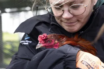 Woman holding a chicken