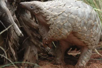 a pangolin in the wild