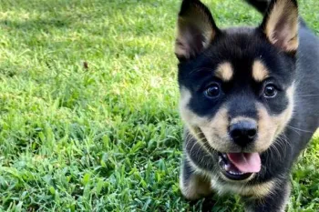 a dog running in the grass
