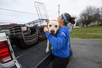 Dog being lifted into transport vehicle